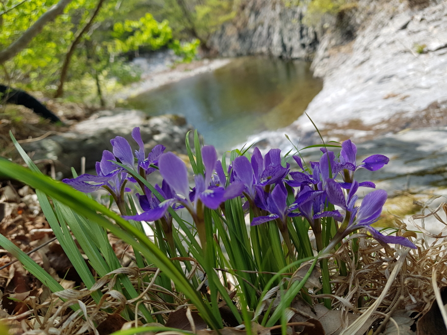 2021.04.18 각시붓꽃 (2).JPG