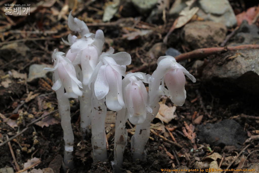 2020.08.12 나도수정초 (6).JPG