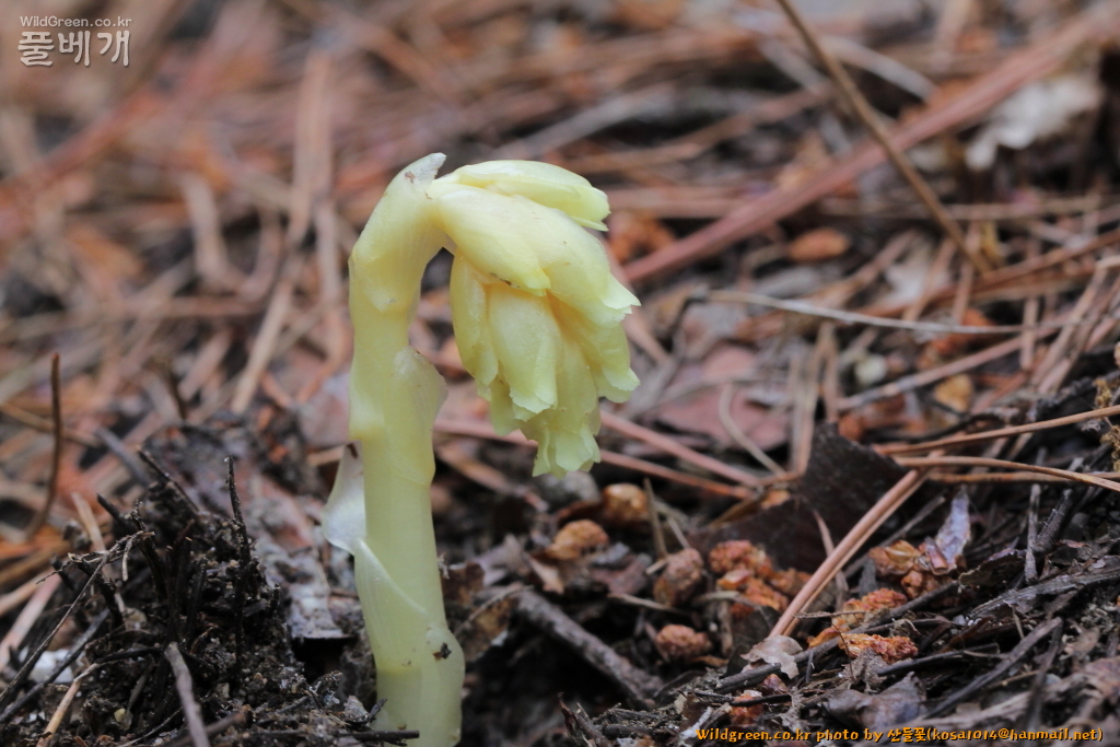 2020.08.12 너도수정초 (3).JPG