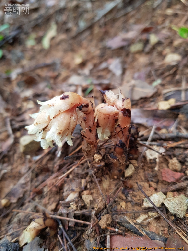 2020.08.12 구상난풀 (2).JPG