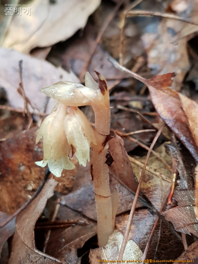 2020.08.12 구상난풀 (4).JPG