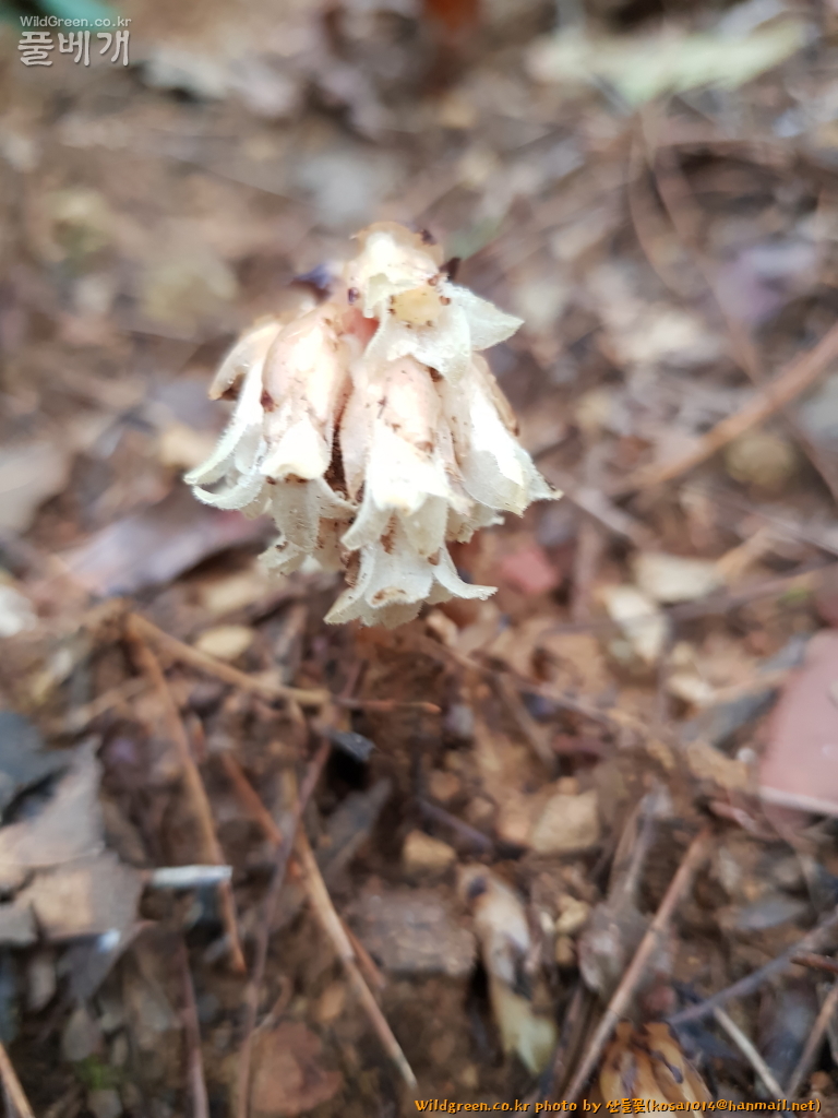 2020.08.12 구상난풀 (1).JPG