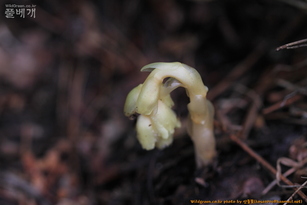 2020.08.12 너도수정초 (1).JPG