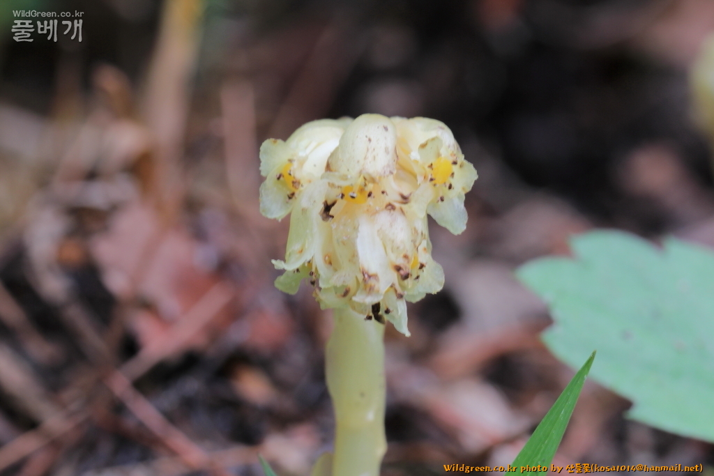 2020.08.12 너도수정초 (4).JPG