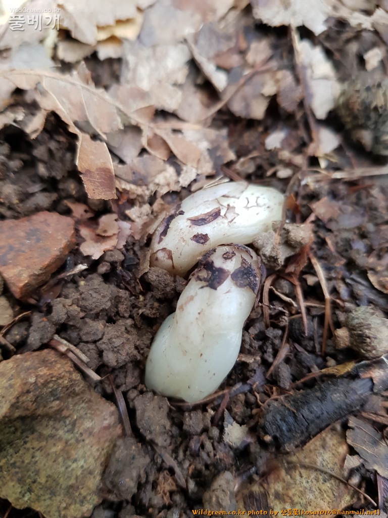 2020.08.12 수정난풀 (3).JPG