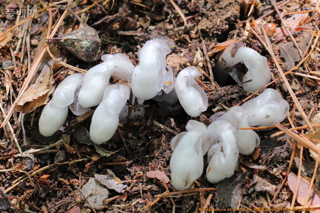 2020.08.12 나도수정초 (7).JPG