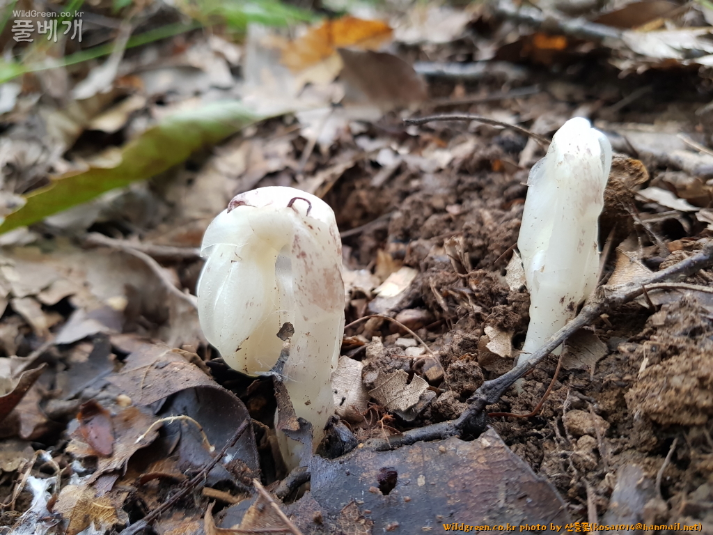 2020.08.12 수정난풀 (1).JPG