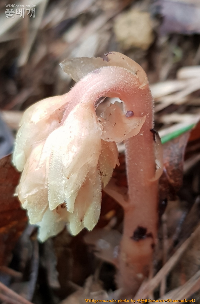 2020.08.12 구상난풀 (3).JPG