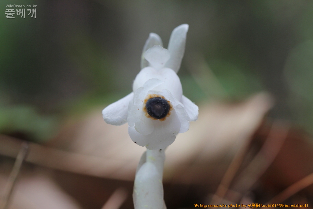 2020.08.12 나도수정초 (5).JPG