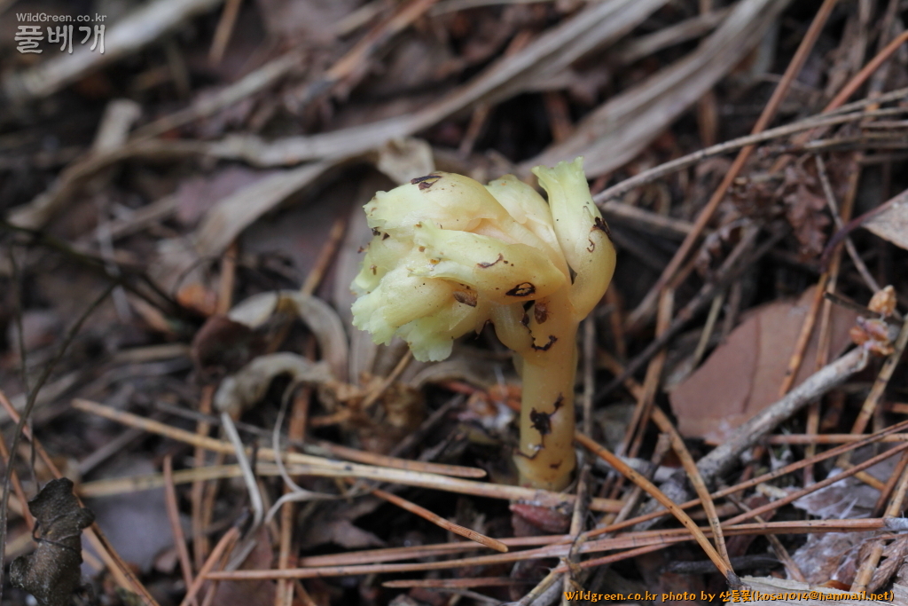 2020.08.12 너도수정초 (2).JPG