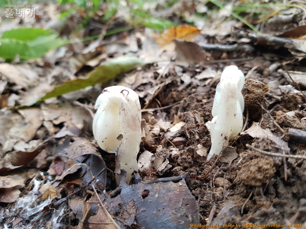 2020.08.12 수정난풀 (2).JPG