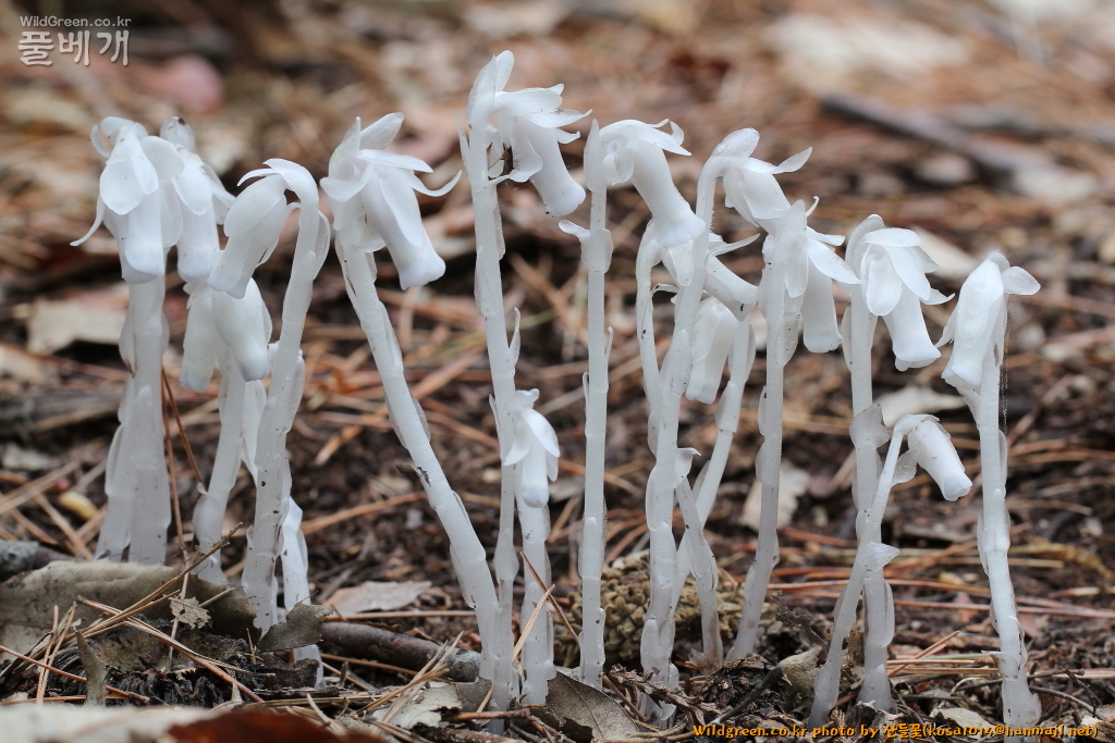 2020.08.12 나도수정초 (4).JPG