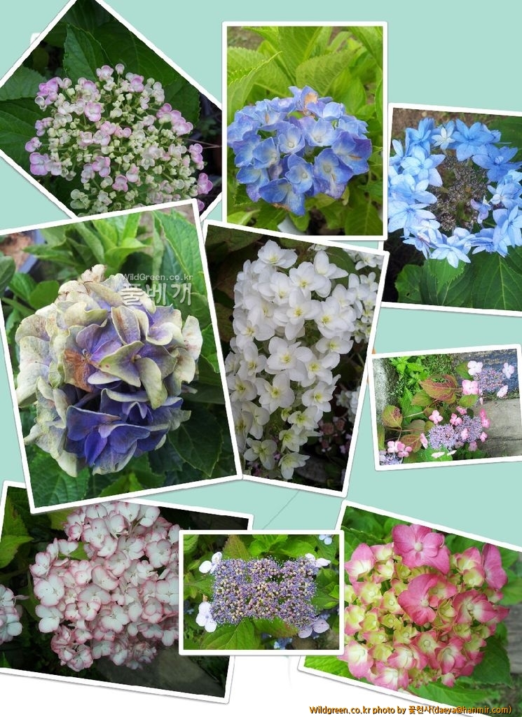 IMG_20140620_1.jpg : 수국모음