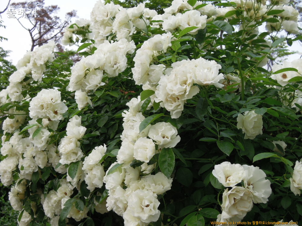 DSCN3205.jpg : 하얀꽃 덩굴장미