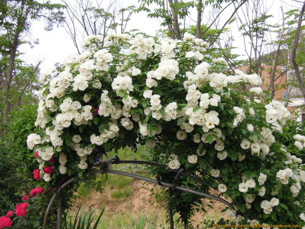 DSCN3204.jpg : 하얀꽃 덩굴장미