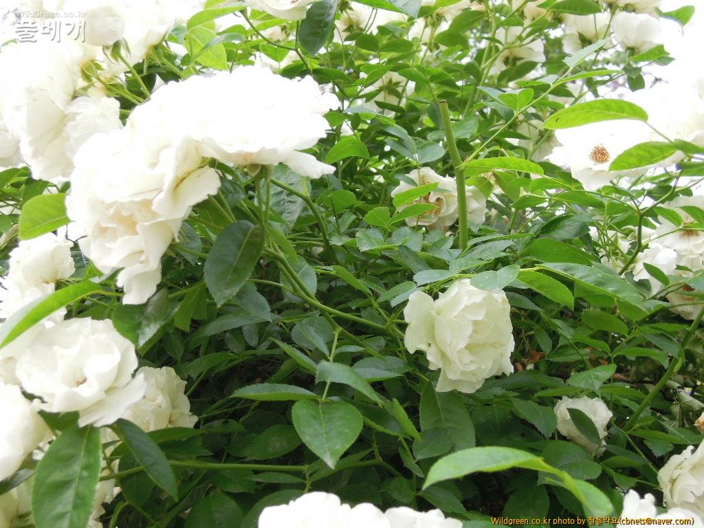 DSCN3206.jpg : 하얀꽃 덩굴장미