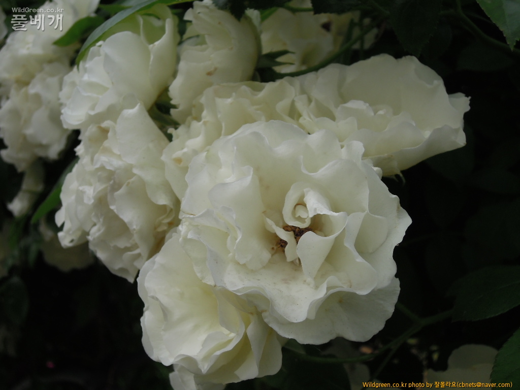 DSCN3207.jpg : 하얀꽃 덩굴장미