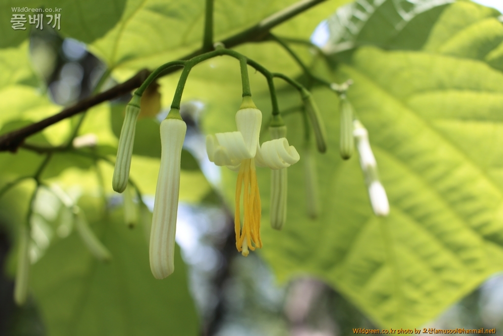 IMG_9165_1_1024.JPG : 박쥐나무