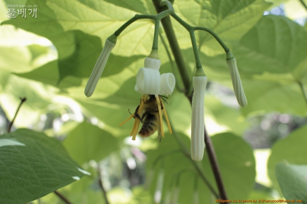 IMG_9144_1_1024.JPG : 박쥐나무