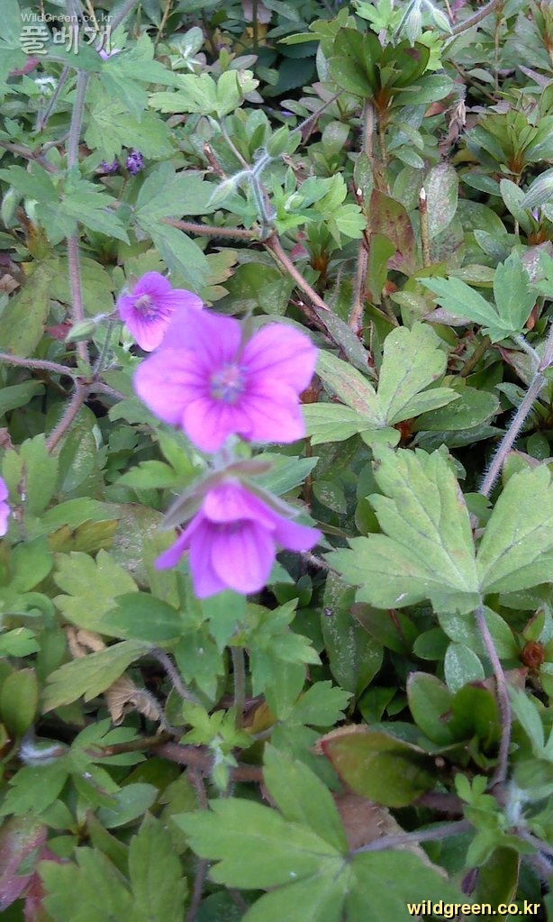 Photo_110913-0040.jpg : 이질풀꽃