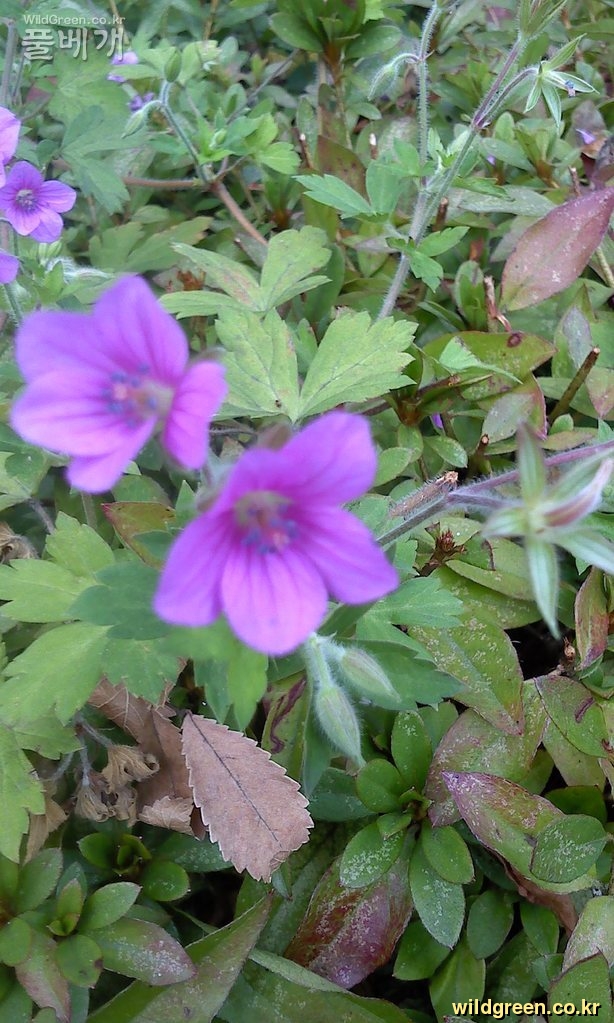 Photo_110913-0039.jpg : 이질풀꽃