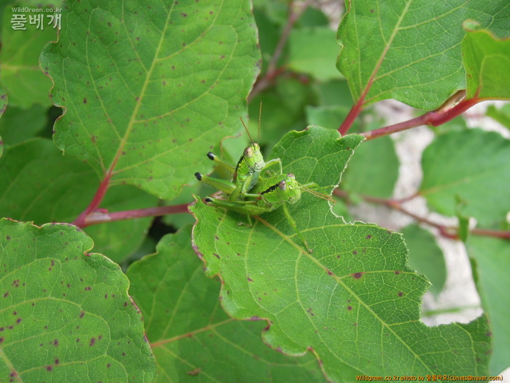 7월15일 평강 식물원 433.JPG : 메뚜기부부
