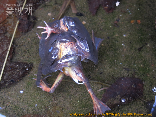 IMG_6903.jpg- ,사랑쟁탈.jpg : 생태