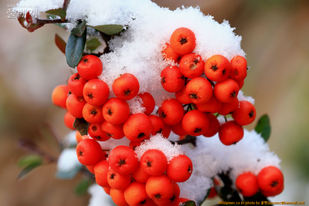 파라칸사스(6).JPG : 눈 맞은 열매