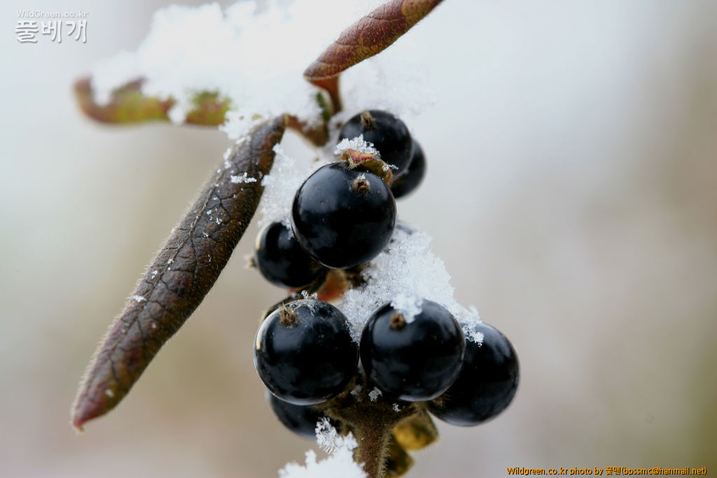 인동덩굴 (4).JPG : 눈 맞은 열매