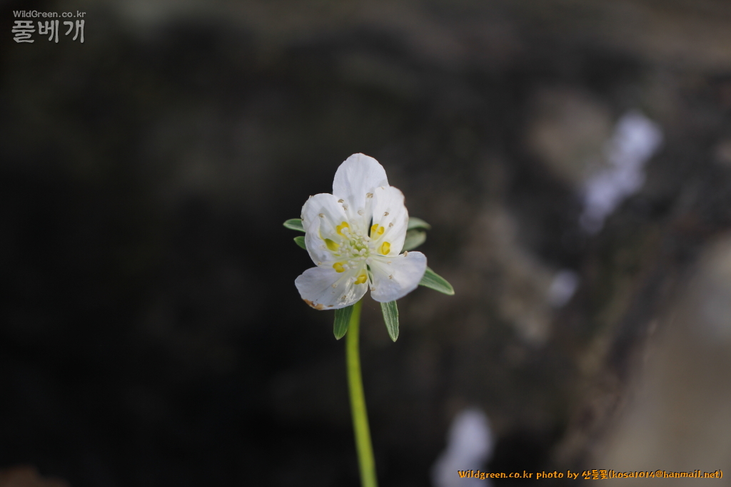2021.02.2106.JPG : 변산바람꽃(녹화)