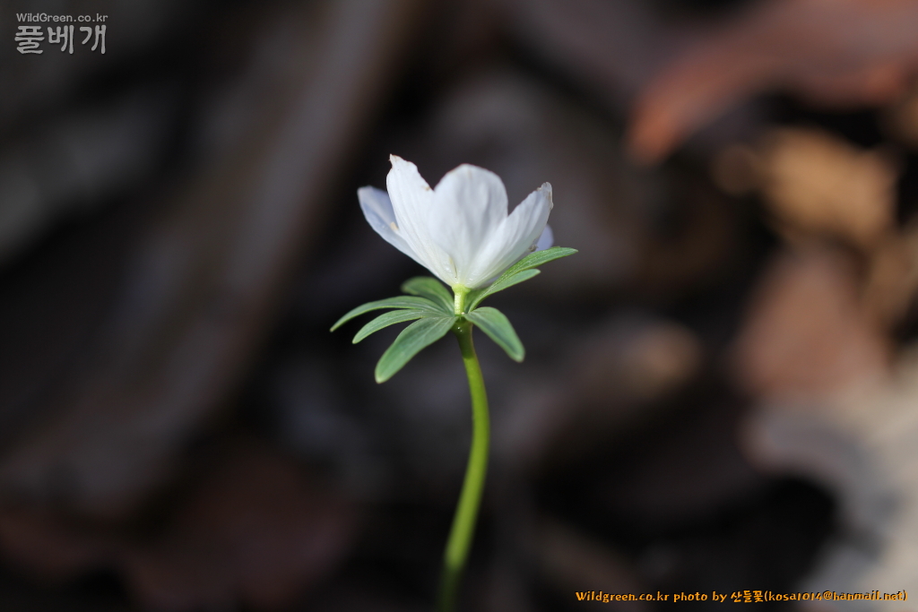 2021.02.2112.JPG : 변산바람꽃(녹화)