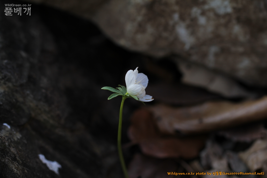 2021.02.2104.JPG : 변산바람꽃(녹화)