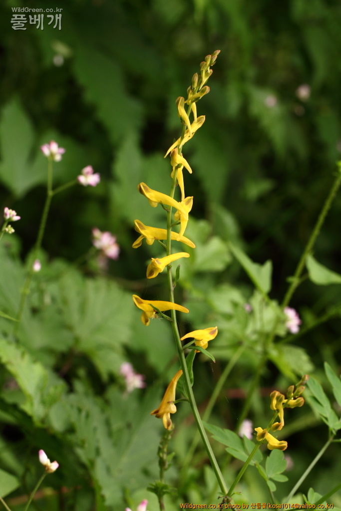 DPP_2016.09.06 모차골0043.JPG : 신문왕 뒤를 따라모차길 다녀왔습니다.