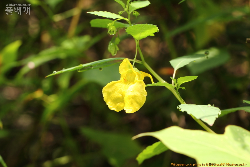 DPP_2016.09.06 모차골0003.JPG : 신문왕 뒤를 따라모차길 다녀왔습니다.