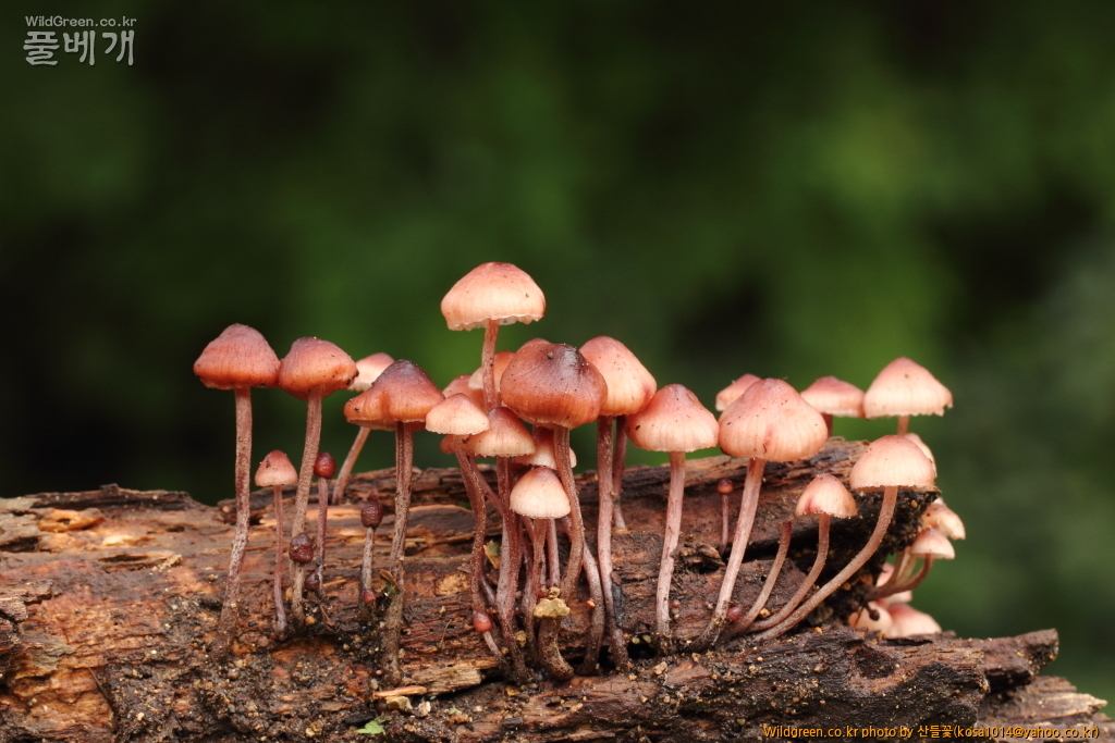 DPP_2016.09.06 모차골0051.JPG : 신문왕 뒤를 따라모차길 다녀왔습니다.