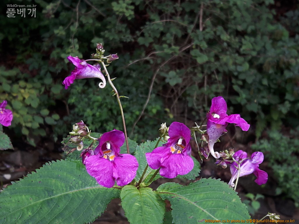 20160906_163719.jpg : 신문왕 뒤를 따라모차길 다녀왔습니다.