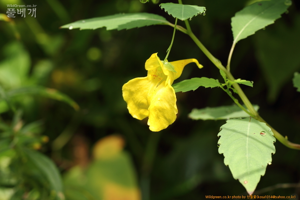 DPP_2016.09.06 모차골0002.JPG : 신문왕 뒤를 따라모차길 다녀왔습니다.