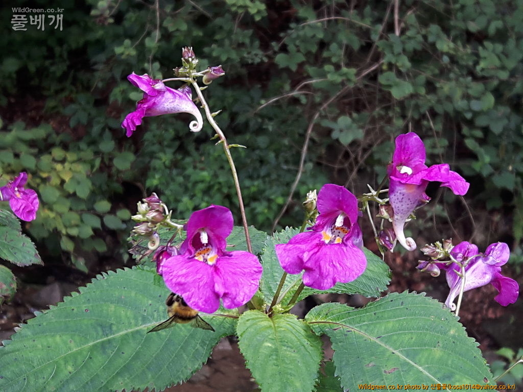 20160906_163807.jpg : 신문왕 뒤를 따라모차길 다녀왔습니다.