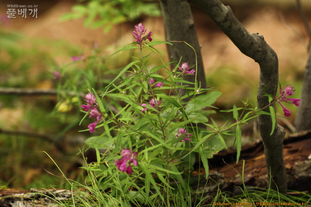 DPP_2016.09.06 모차골0024.JPG : 신문왕 뒤를 따라모차길 다녀왔습니다.