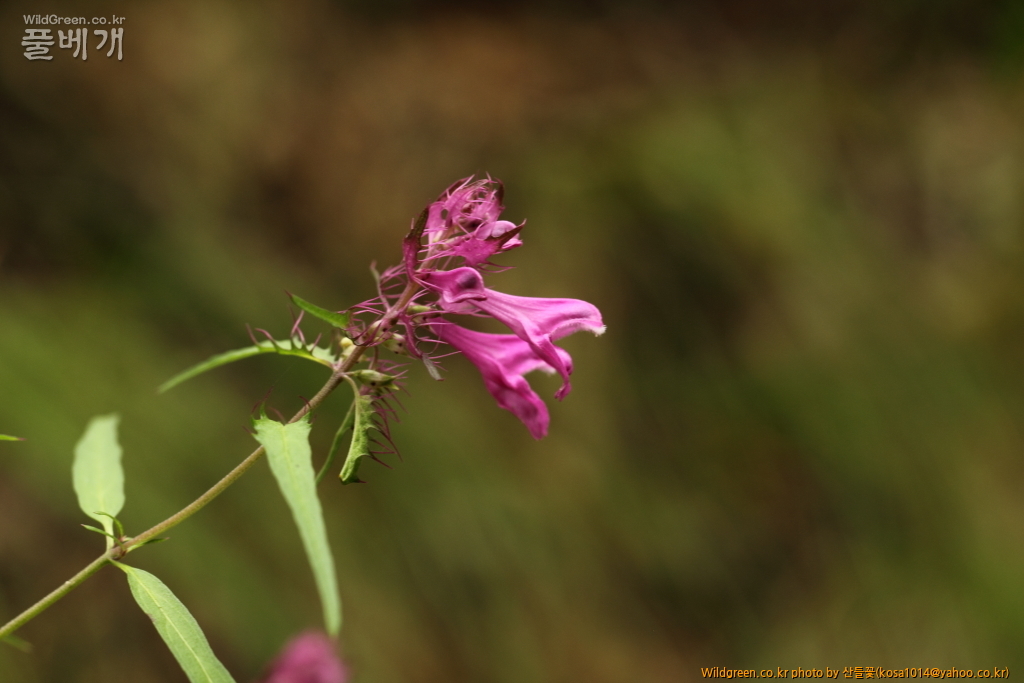 DPP_2016.09.06 모차골0023.JPG : 신문왕 뒤를 따라모차길 다녀왔습니다.