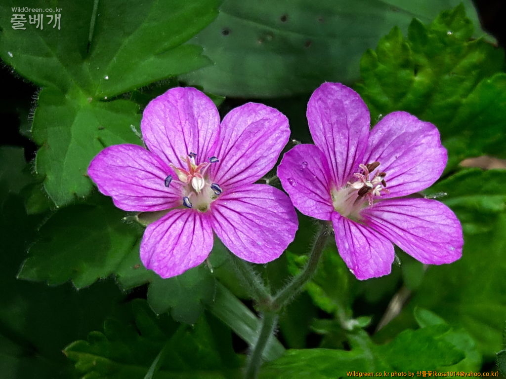 20160906_111059.jpg : 신문왕 뒤를 따라모차길 다녀왔습니다.
