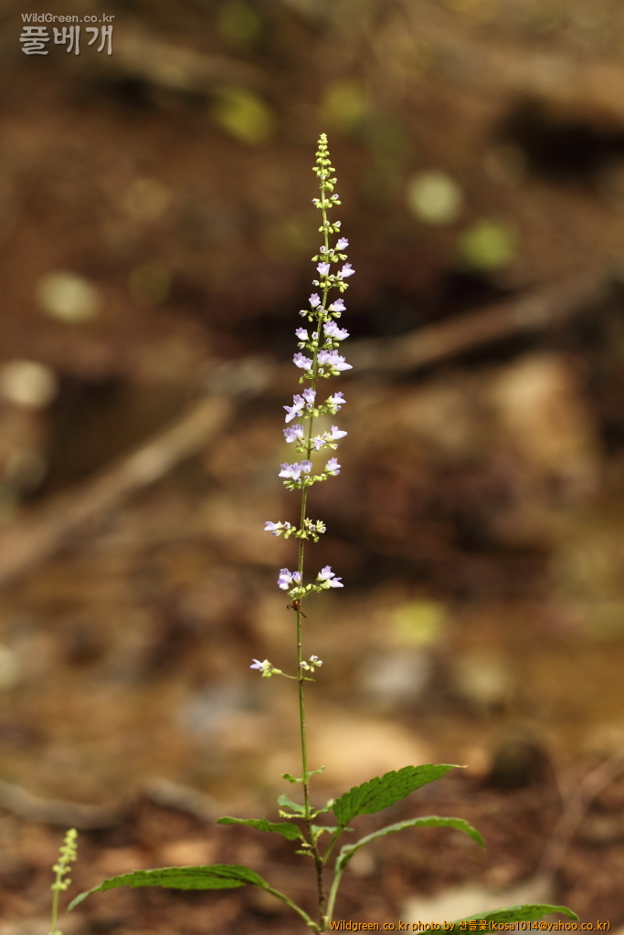 DPP_2016.09.06 모차골0013.JPG : 신문왕 뒤를 따라모차길 다녀왔습니다.