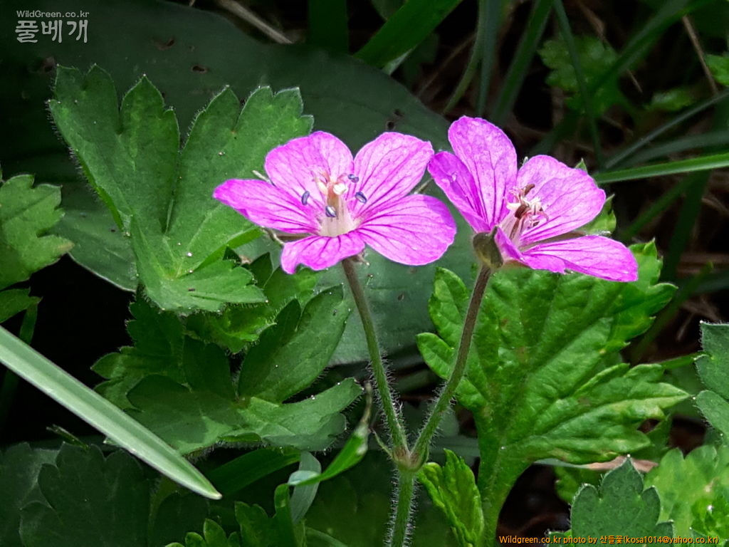 20160906_111126.jpg : 신문왕 뒤를 따라모차길 다녀왔습니다.