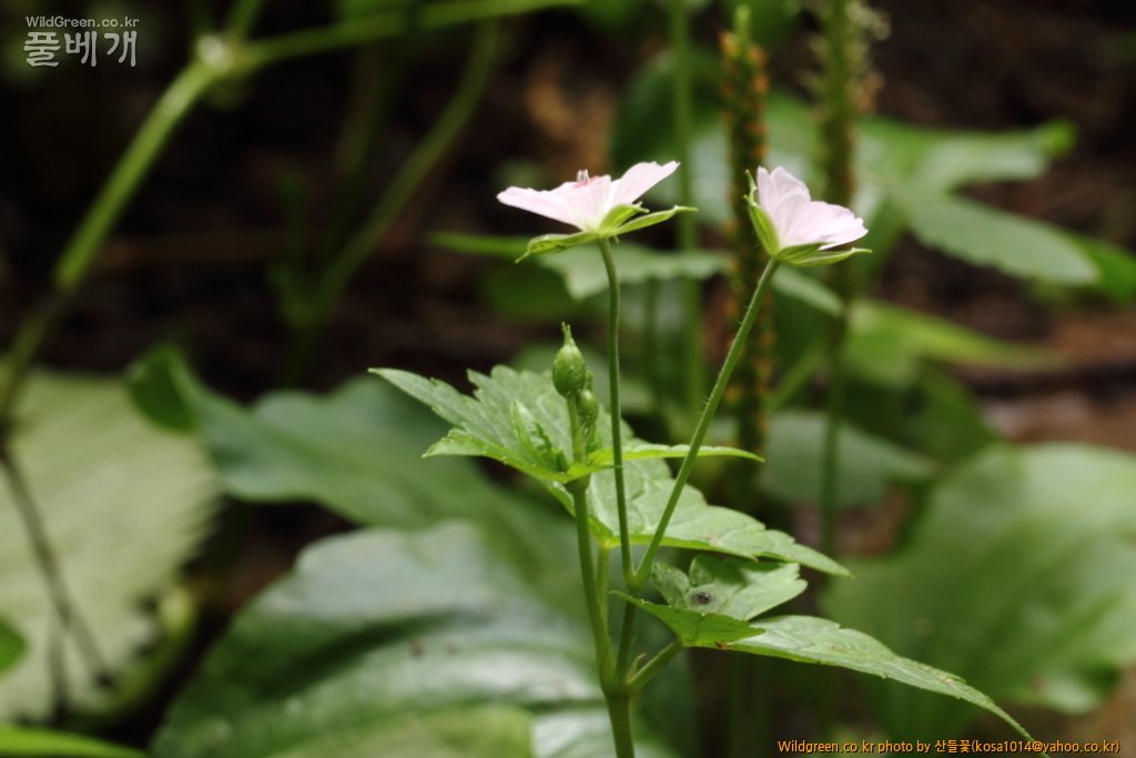 DPP_2016.09.06 모차골0005.JPG : 신문왕 뒤를 따라모차길 다녀왔습니다.