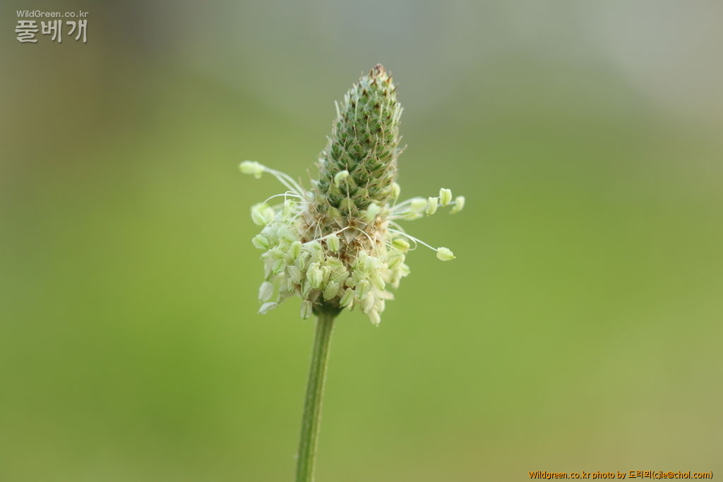 mcjle150608 서울숲 창질경이 029.JPG : 창질경이