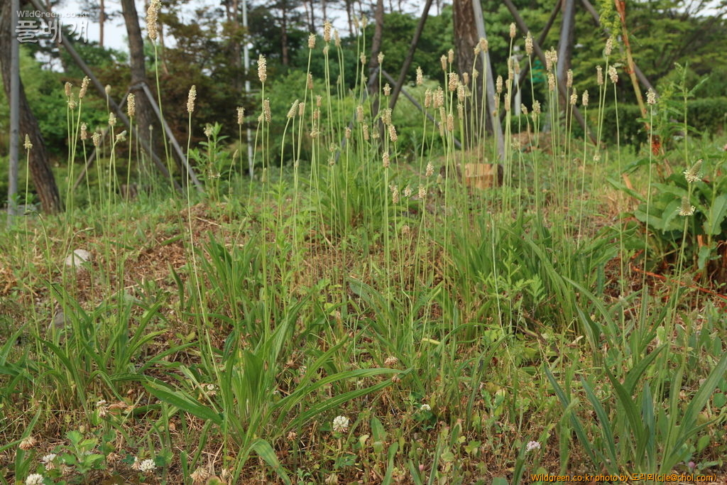 mcjle150608 서울숲 창질경이 022.JPG : 창질경이