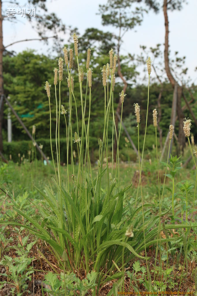 mcjle150608 서울숲 창질경이 043.JPG : 창질경이