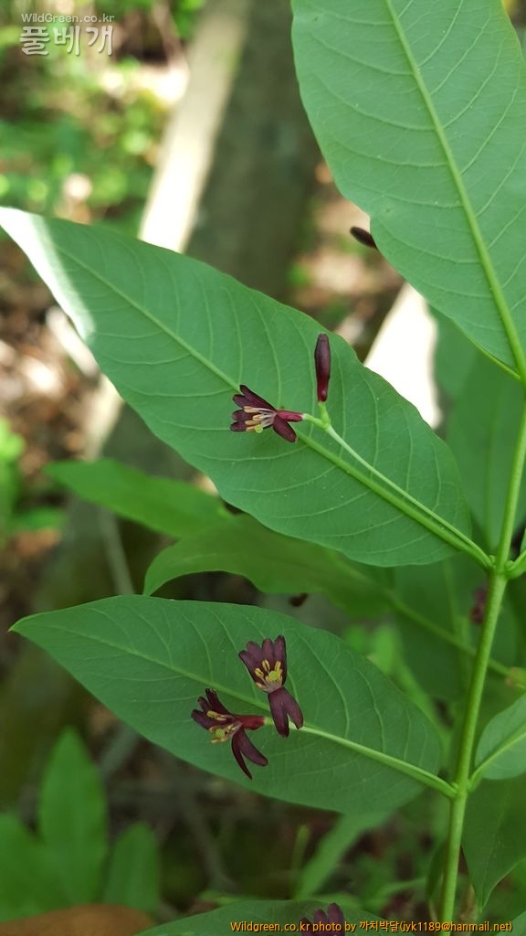 흥정6월3일 093.jpg : 흰괴불나무를 만났습니다. 흥정6월3일 093.jpg : 흰괴불나무를 만났습니다.