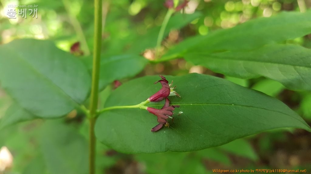 흥정6월3일 080.jpg : 흰괴불나무를 만났습니다. 흥정6월3일 080.jpg : 흰괴불나무를 만났습니다.