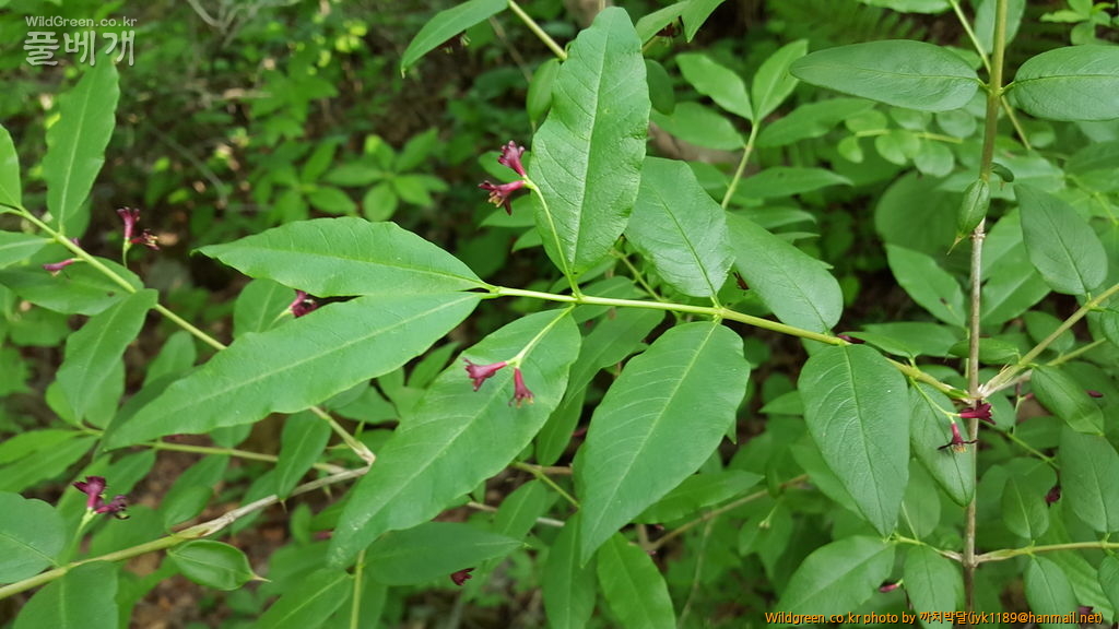 흥정6월3일 078.jpg : 흰괴불나무를 만났습니다. 흥정6월3일 078.jpg : 흰괴불나무를 만났습니다.